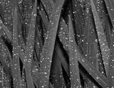 preview bw