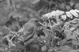 preview bw
