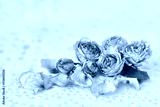 preview cold