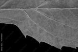 preview bw