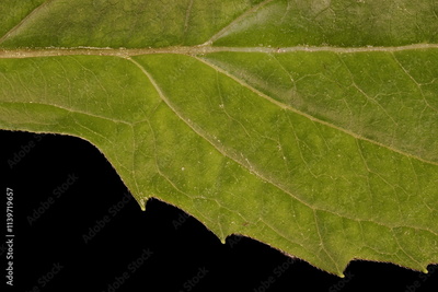 image to crop