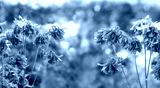 preview cold
