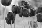 preview bw