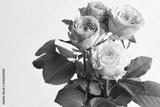 preview bw