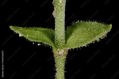 image to crop