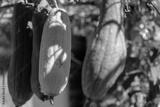 preview bw