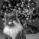 preview bw