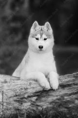 preview bw