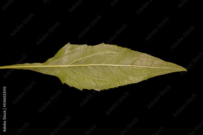 image to crop