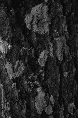 preview bw