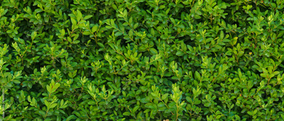 image to crop