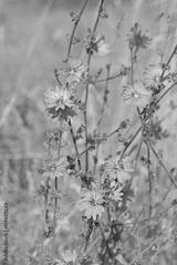 preview bw