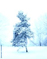 preview cold