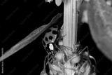 preview bw