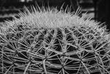 preview bw