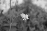 preview bw
