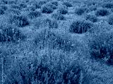 preview cold