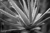 preview bw