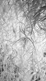 preview bw