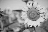 preview bw