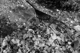 preview bw