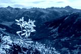 preview cold