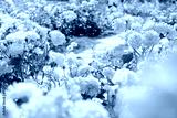 preview cold
