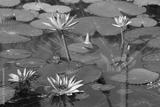 preview bw