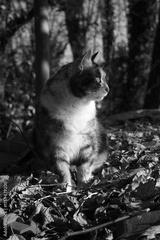 preview bw