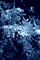 preview cold