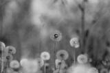 preview bw
