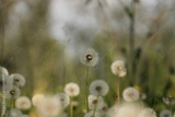 preview original