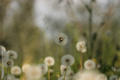 image to crop