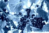 preview cold