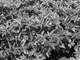 preview bw