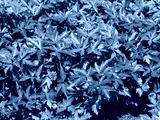 preview cold