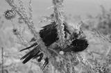 preview bw