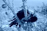 preview cold