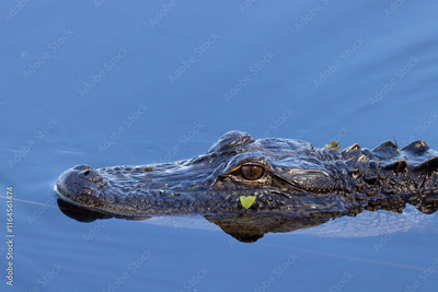 image to crop