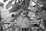 preview bw