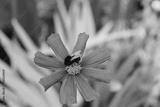 preview bw