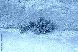 preview cold