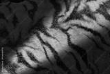 preview bw