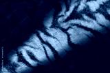 preview cold