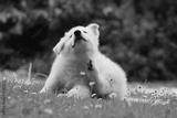 preview bw
