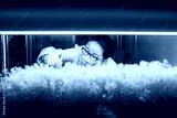 preview cold