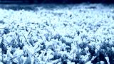 preview cold