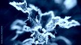preview cold