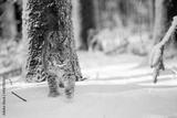 preview bw