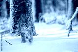 preview cold